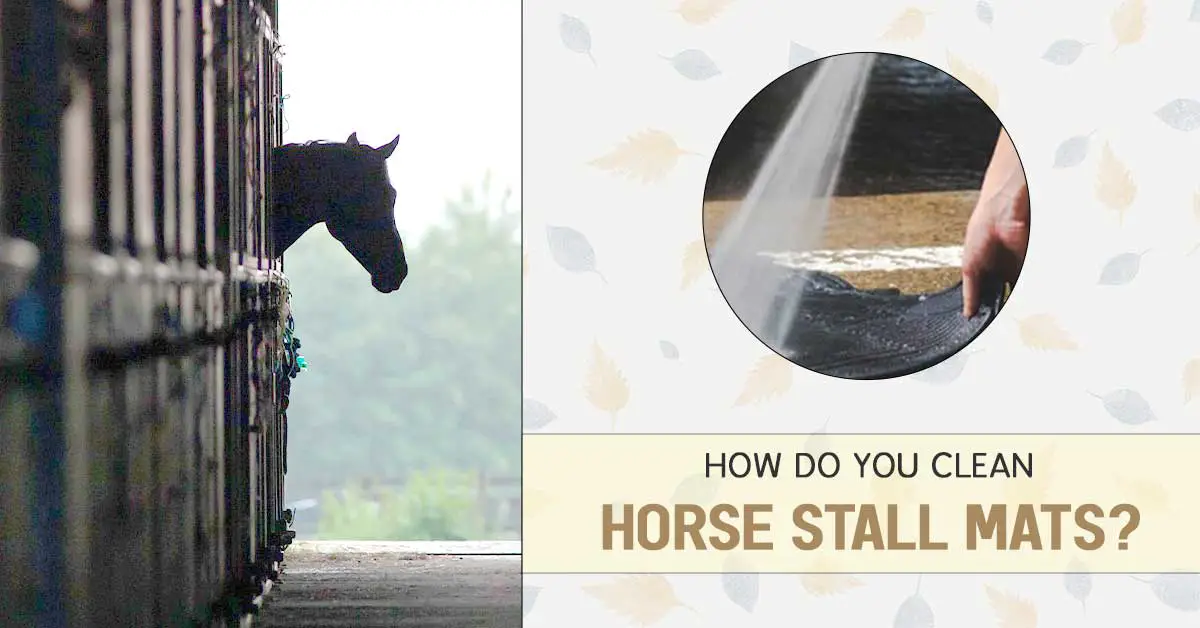 How Do You Clean Horse Stall Mats Installed in The Gym and Horse Barn?